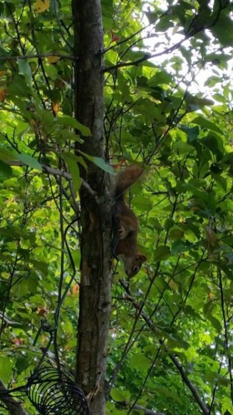 Red Squirrel.jpg