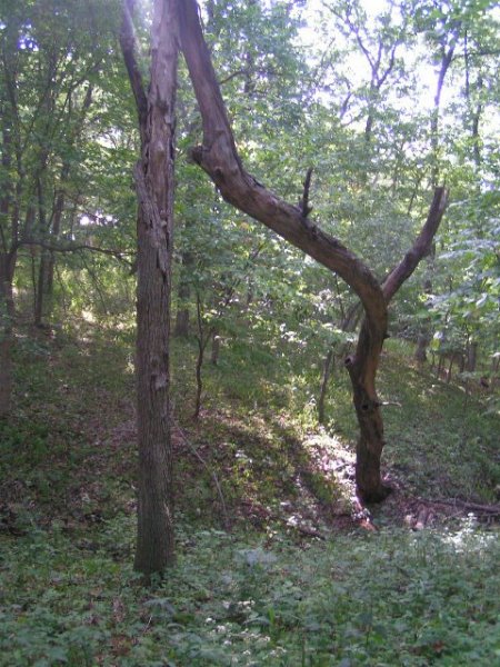 red oak snag june 2012 6.jpg
