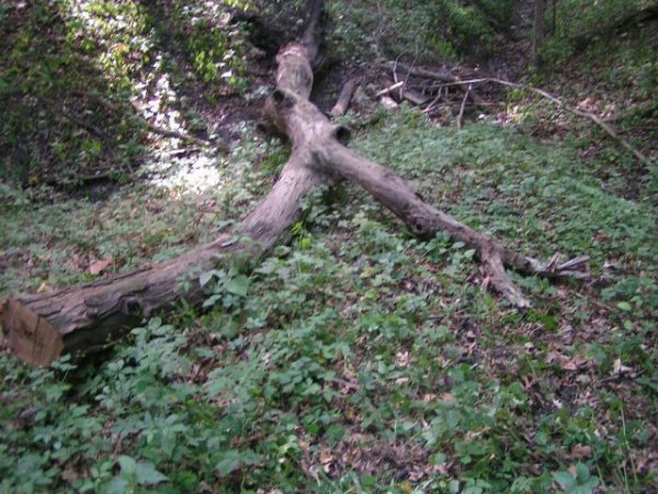 red oak snag june 2012 2.jpg