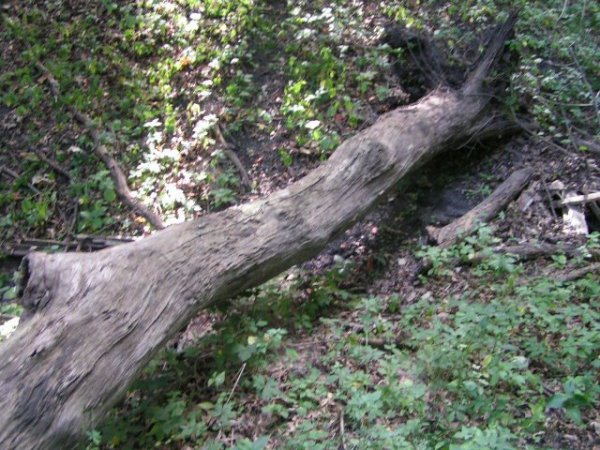 red oak snag june 2012 3.jpg