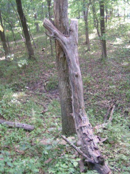 red oak snag june 2012 4.jpg