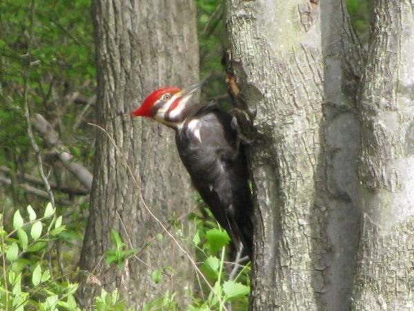 IMG_0273.jpg