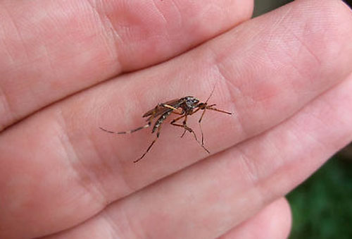 Ps_ciliata3.jpg