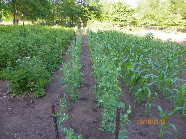 Garden 6-16-2016a.JPG