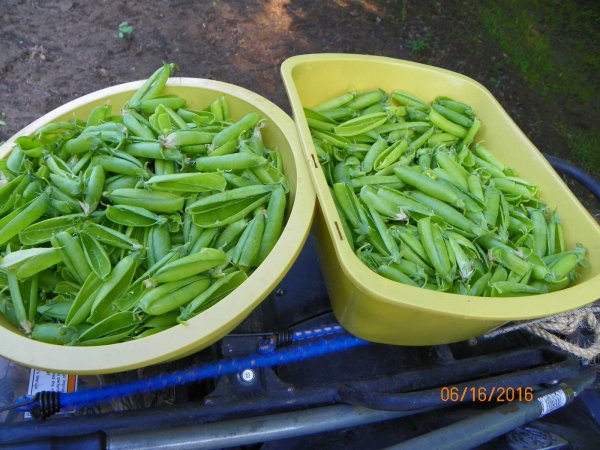 Peas shucked.JPG