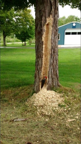 Pileated.jpg