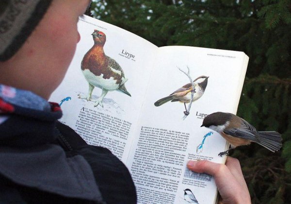 bird-lands-on-page-about-itself-in-bird-book.jpg