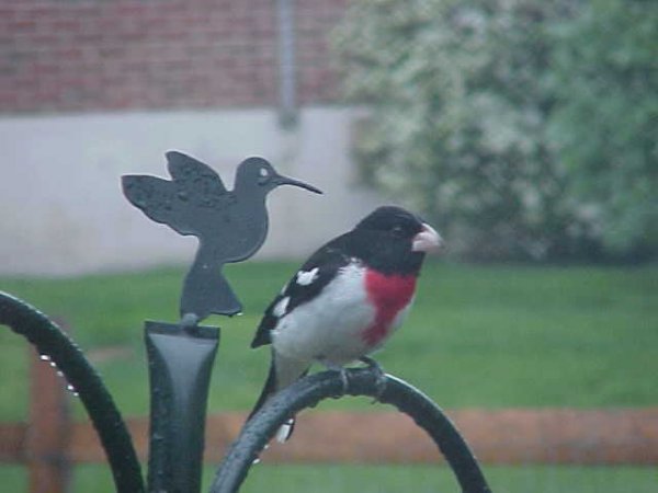 Grosbeak-red-breasted.jpg