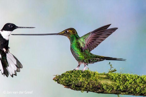 wildlife-photographer-of-the-year-2014-winners-4.jpg