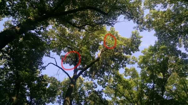 IMG_20160620_212007.jpg