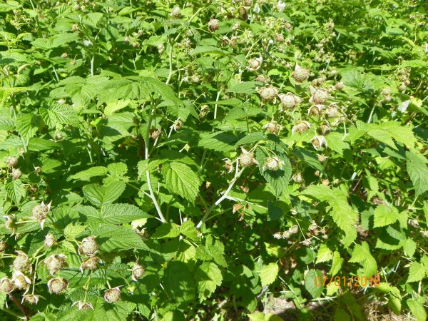 Raspberries-1.JPG