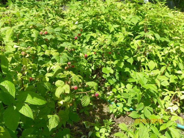 Raspberries-2.JPG