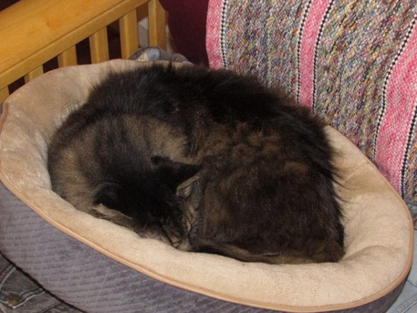 Fuzzy in cat bed.jpg