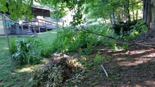 Saplings taken down 1.jpg