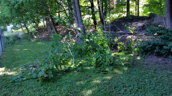 Saplings taken down 2.jpg