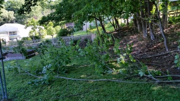 Saplings taken down 3.jpg