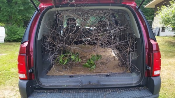 Oriental bittersweet in lilacs in truck.jpg