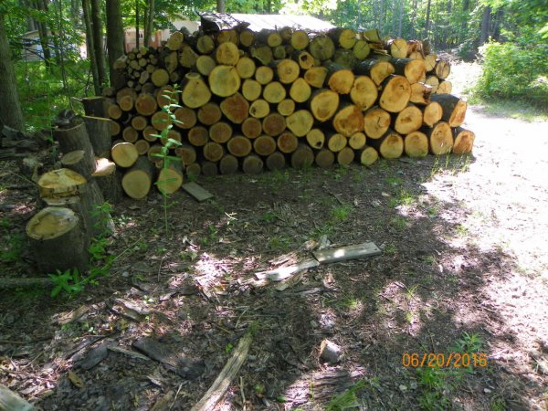 Oak-ash-cherry 2016.JPG