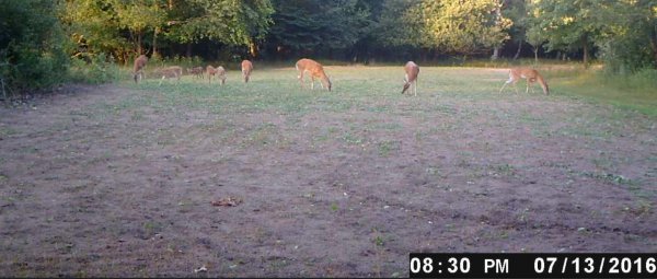 Nine deer.jpg
