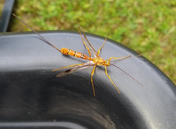 Giant Ichneumon Wasp.jpg