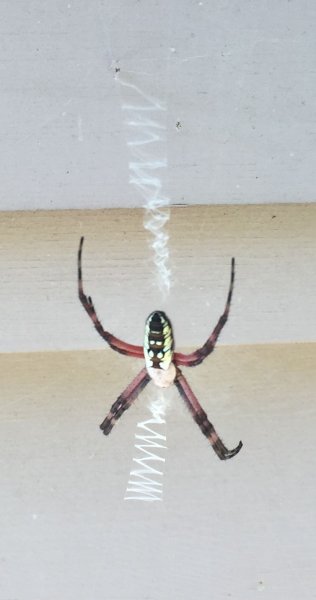 garden_spider.jpg