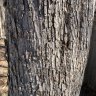 Wooden Beard