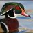 Wood Duck