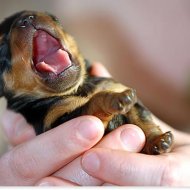 Baby Rott.jpg