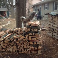 Buddy King of Wood Stacks - Copy.JPG