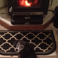 lucky and stove.jpg