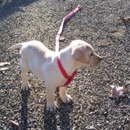 Dolly 1st day home.jpg
