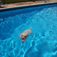 Dolly Swimming.jpg