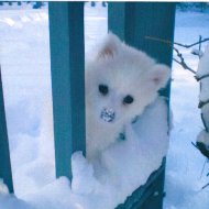 Gizmo first snow 6 weeks old.jpeg