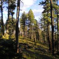 elkcountry2.JPG