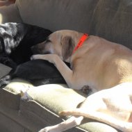 The Boys on the couch.jpg