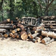 First-logpile_sm.jpg